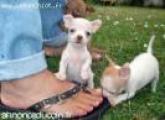 impecables chiots chihuahua disponible .