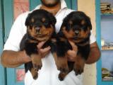 Mignons Chiots Rottweilers