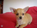 femelle chiot chihuahua poil court lof