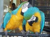 jolie couple perroquet aras bleur et or pour adoption