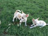 2 Chiots de race Chihuahuas contre bon soin.