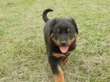 chiots type beauceron