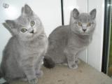 Chatons type chartreux pour adoption