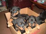 Chiots Rottweilers