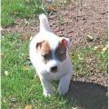 Adorable chiots Jack Russel