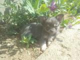 Chiot type Chihuahua Blue and tan poils long non lof